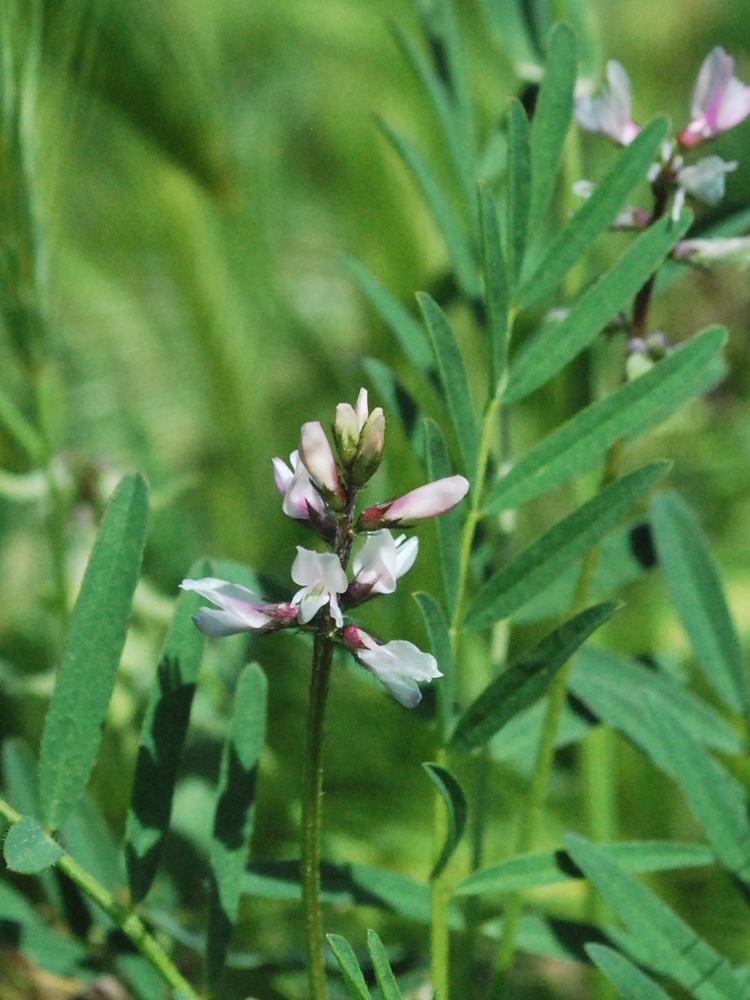 Image of Astragalus campylotrichus specimen.