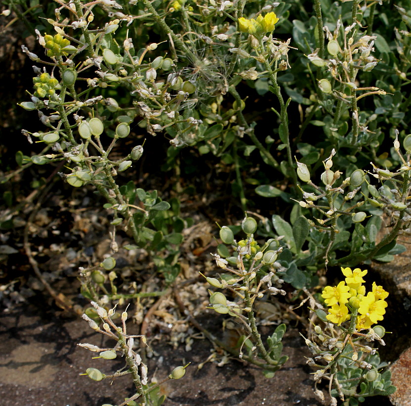 Изображение особи Alyssum wulfenianum.