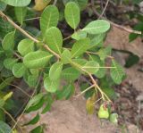 Anacardium occidentale. Верхушка ветви с незрелыми плодами. Таиланд, остров Пханган. 22.06.2013.