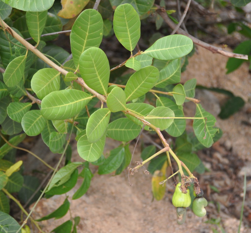 Изображение особи Anacardium occidentale.