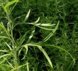 Artemisia umbrosa