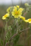 Potentilla astracanica. Верхушка цветущего растения. Ростовская обл., Аксайский р-н, окр. хут. Александровка. 18.05.2013.