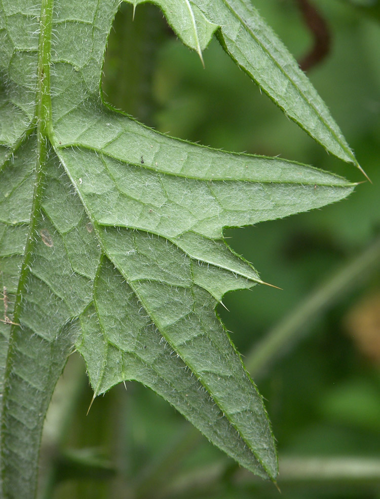 Image of Cirsium vulgare specimen.