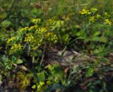 Bupleurum falcatum