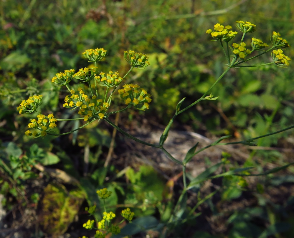 Image of Bupleurum falcatum specimen.