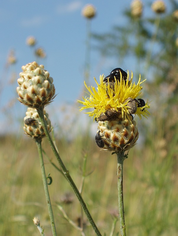 Image of Centaurea orientalis specimen.