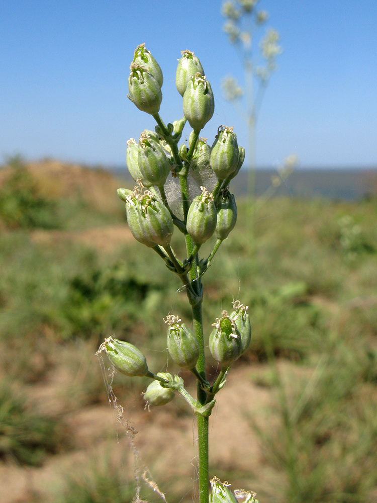 Image of Silene wolgensis specimen.