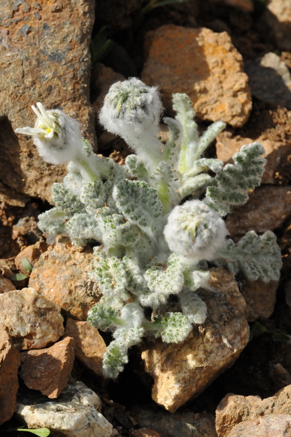 Image of Richteria leontopodium specimen.