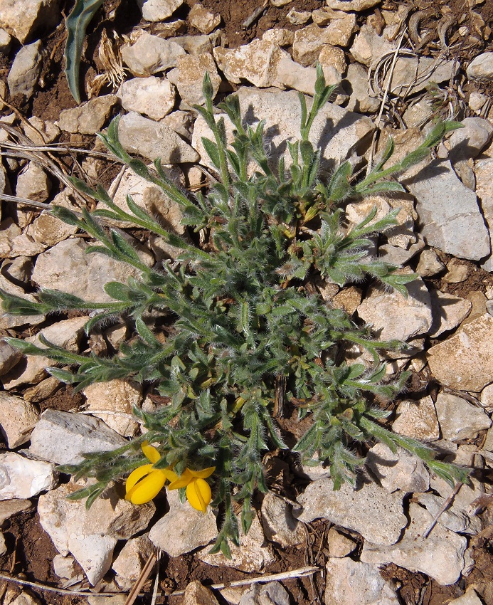 Image of Genista millii specimen.