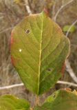Euonymus europaeus