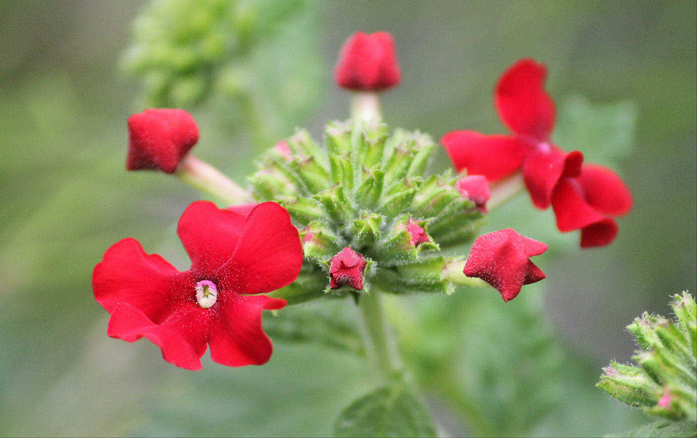 Изображение особи Glandularia peruviana.