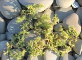 Salsola pontica