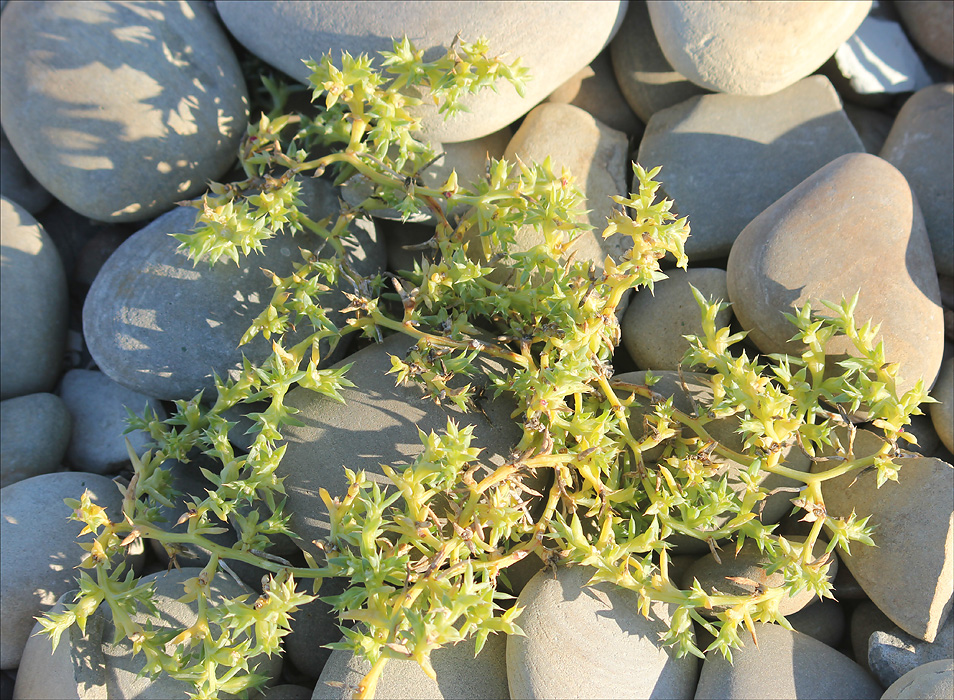Image of Salsola pontica specimen.