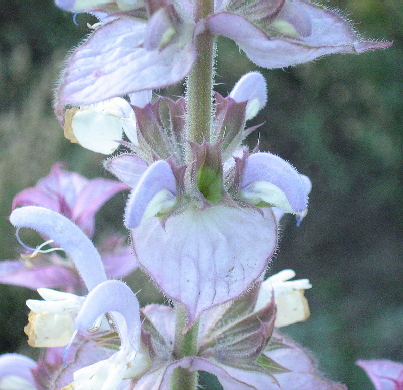 Image of Salvia sclarea specimen.