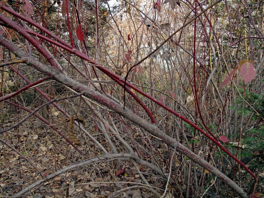 Image of Swida sericea specimen.