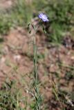 Linum macrorhizum