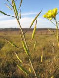 Brassica campestris. Часть побега с соплодием. Краснодарский край, Крымский р-н, близ хутора Верхнеадагум, залежь. 22.11.2013.