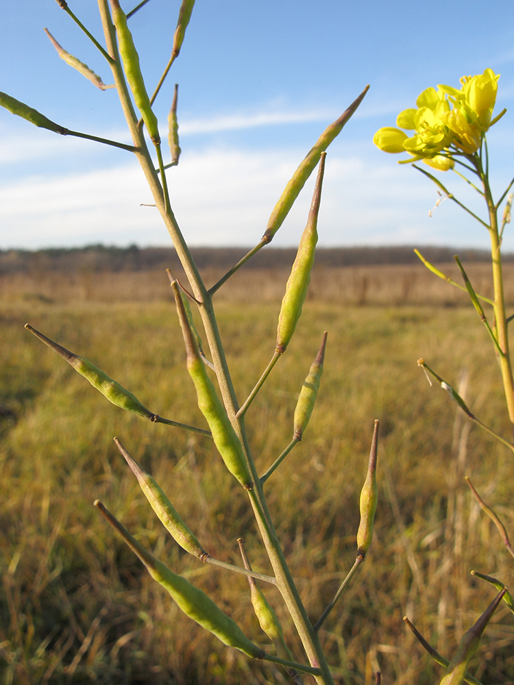 Изображение особи Brassica campestris.