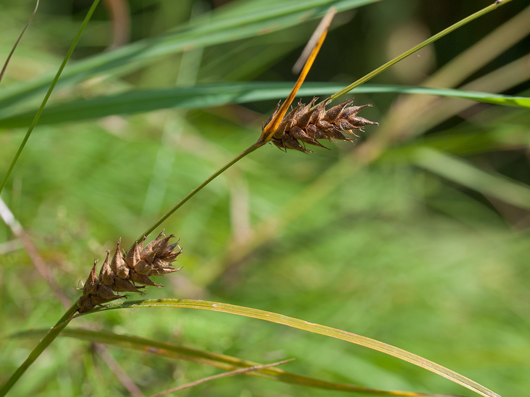 Изображение особи Carex hirta.