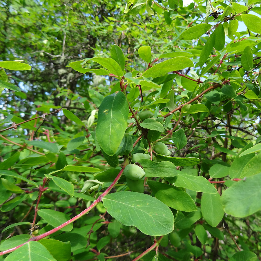 Image of genus Lonicera specimen.