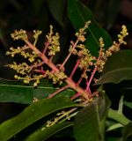 Mangifera indica 