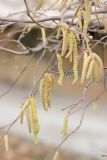 Corylus avellana. Ветки с мужскими серёжками. Черноморское побережье Кавказа, г. Новороссийск, в культуре. 1 января 2014 г.
