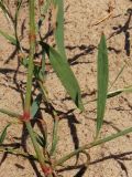 Polygonum patulum