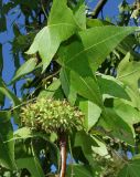 Liquidambar styraciflua