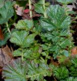 Geum magellanicum. Листья. Германия, г. Дюссельдорф, Ботанический сад университета. 02.03.2014.