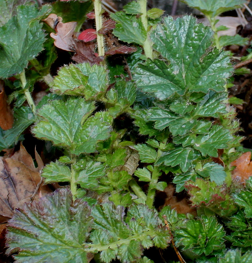 Изображение особи Geum magellanicum.