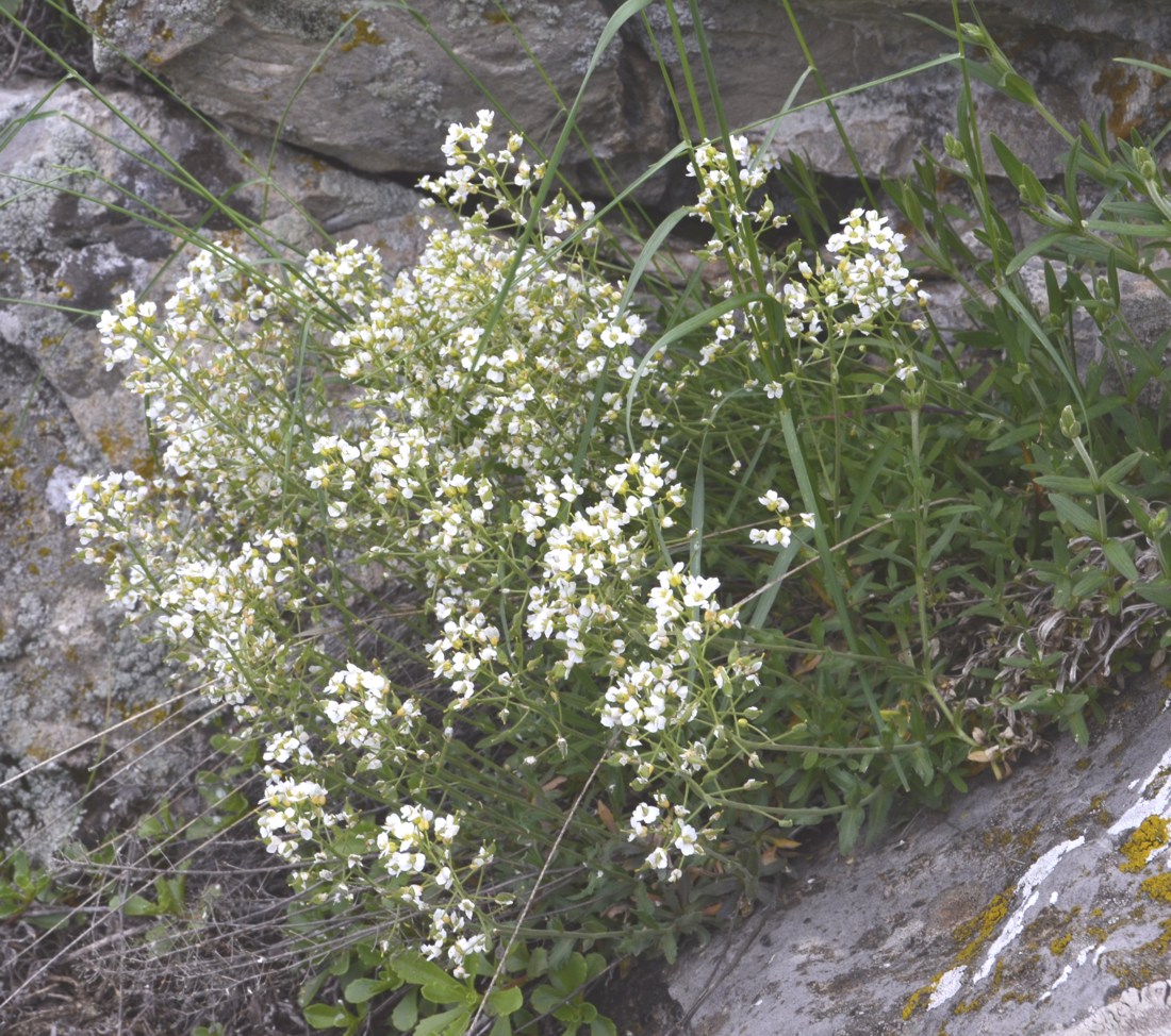 Изображение особи Schivereckia podolica.