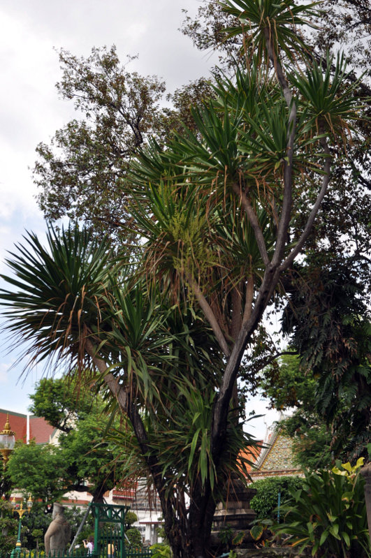 Изображение особи Dracaena arborea.