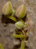 Image of taxon representative. Author is Татьяна Мальчинская