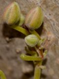 Moringa oleifera. Часть соцветия с бутонами. Израиль, Шарон, г. Тель-Авив, ботанический сад университета. 20.12.2012.