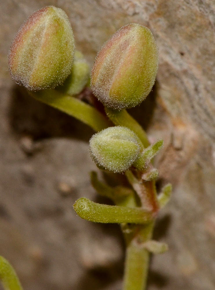 Image of Moringa oleifera specimen.