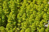 Cruciata taurica