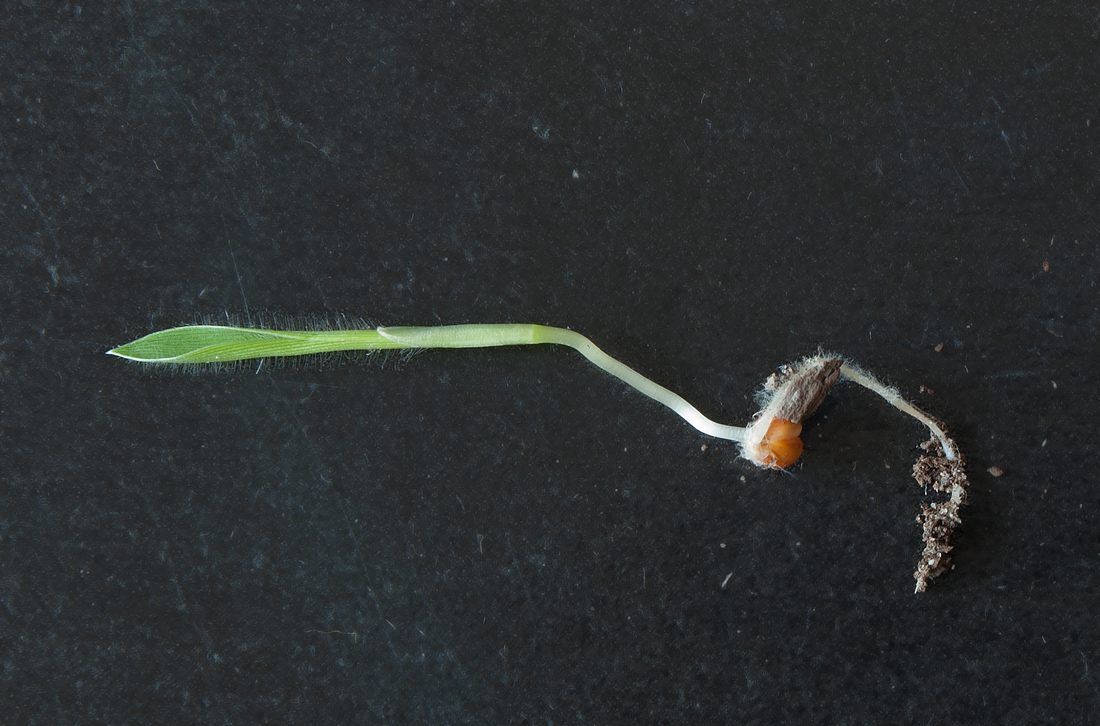 Изображение особи Panicum miliaceum.