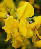 Sarothamnus scoparius. Цветки. Германия, г. Дюссельдорф, Ботанический сад университета. 28.04.2014.