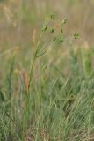 Euphorbia leptocaula. Плодоносящее растение. ЮВ Крым, окр. бух. Тихая. 9 мая 2014 г.