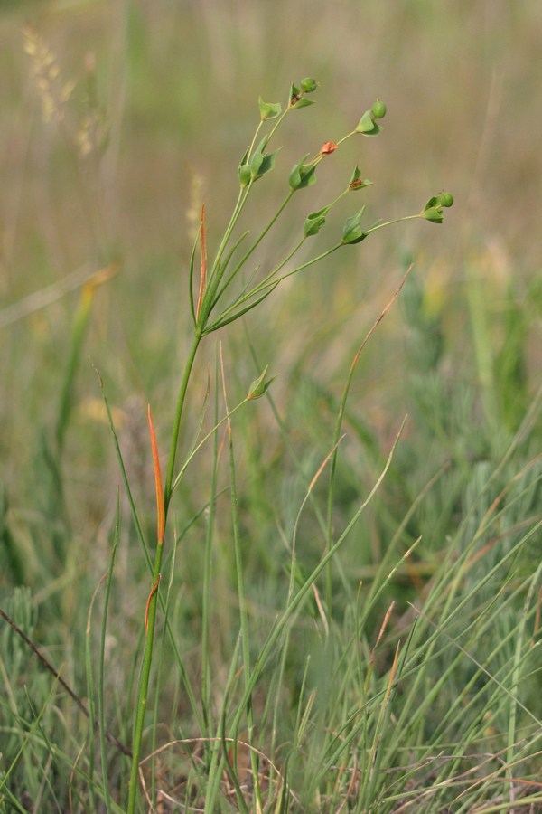 Image of Euphorbia leptocaula specimen.