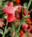 Cytisus &times; praecox