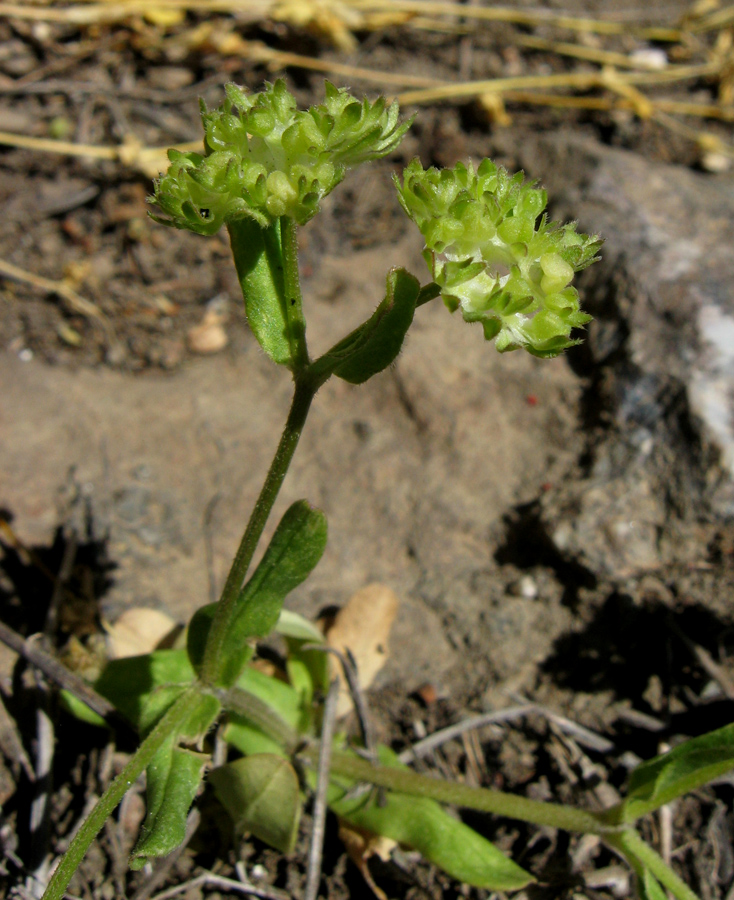 Image of Valerianella turgida specimen.