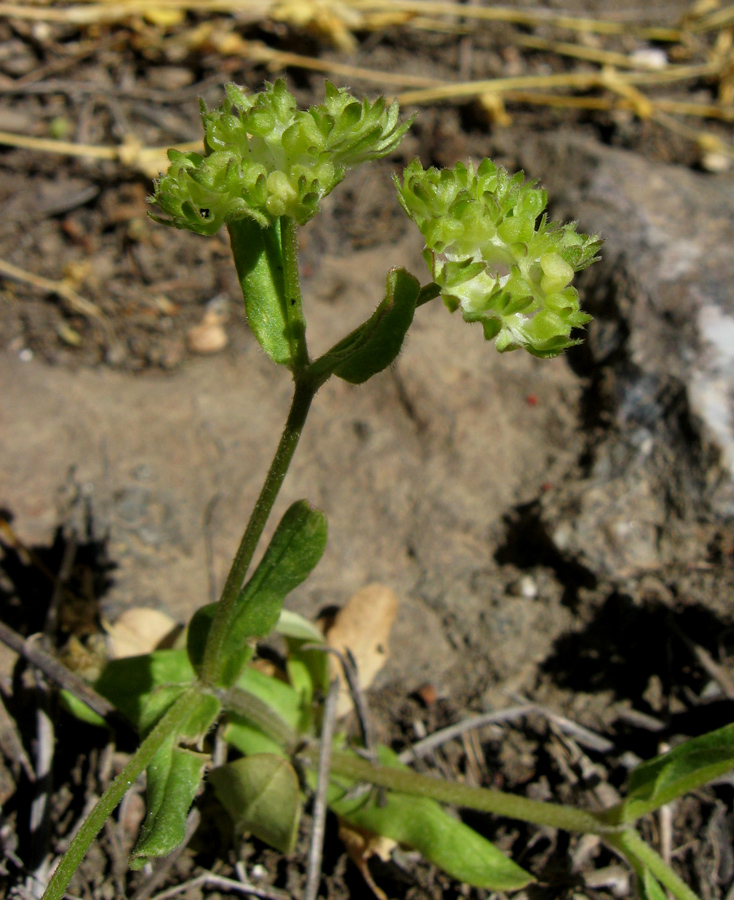 Изображение особи Valerianella turgida.