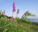 Vicia tenuifolia. Верхушка цветущего растения. Краснодарский край, м/о г. Новороссийск, гора Большой Маркотх, горная степь. 17.05.2014.