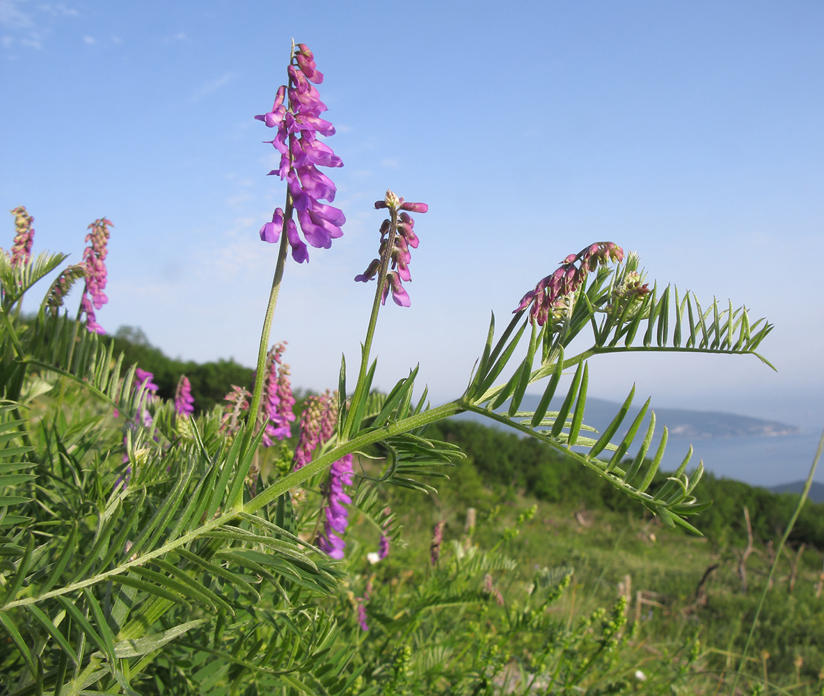 Изображение особи Vicia tenuifolia.