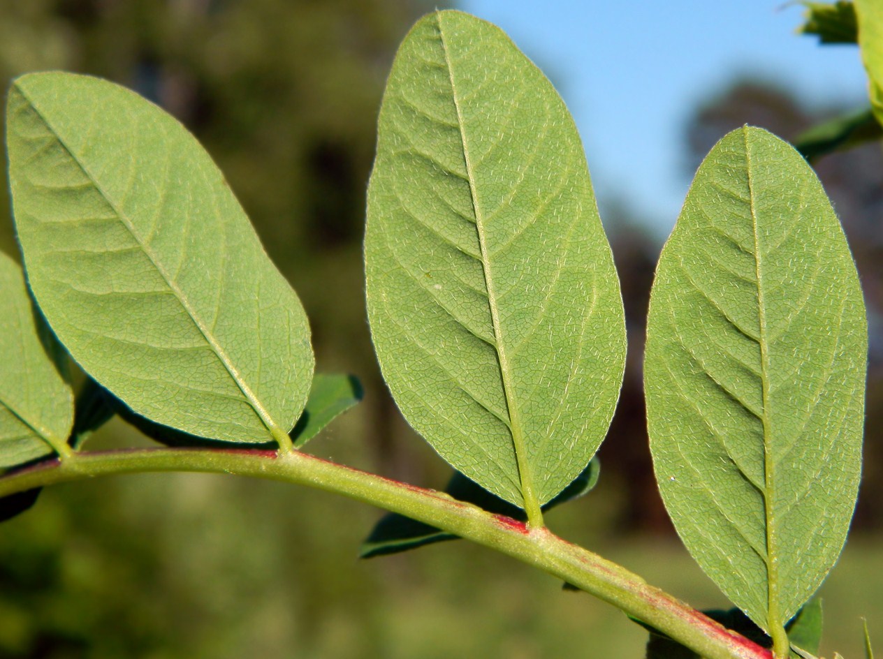 Изображение особи Astragalus glycyphyllos.