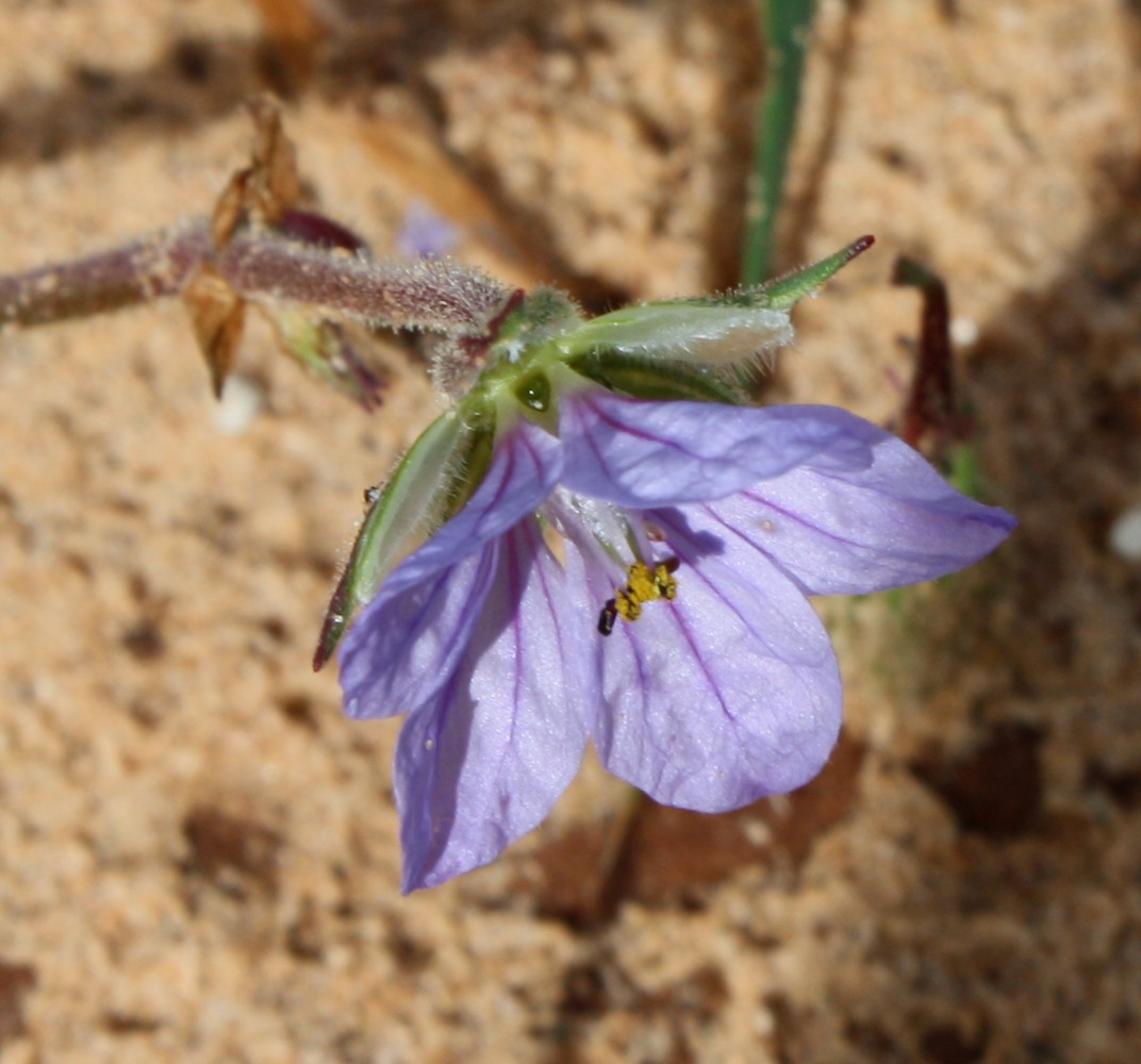 Изображение особи Erodium gruinum.