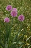 Allium amblyophyllum