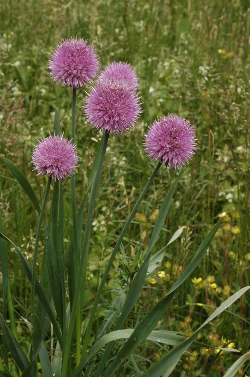 Image of Allium amblyophyllum specimen.