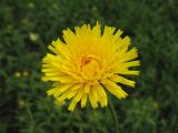 Trommsdorffia maculata. Соцветие-корзинка. Украина, Львовская обл., поляна среди зарослей кустарников. 1 июня 2009 г.